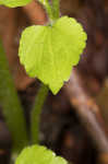 Guyandotte beauty 